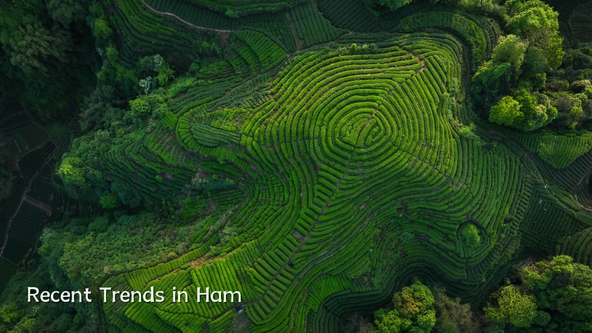 Recent Trends in Ham