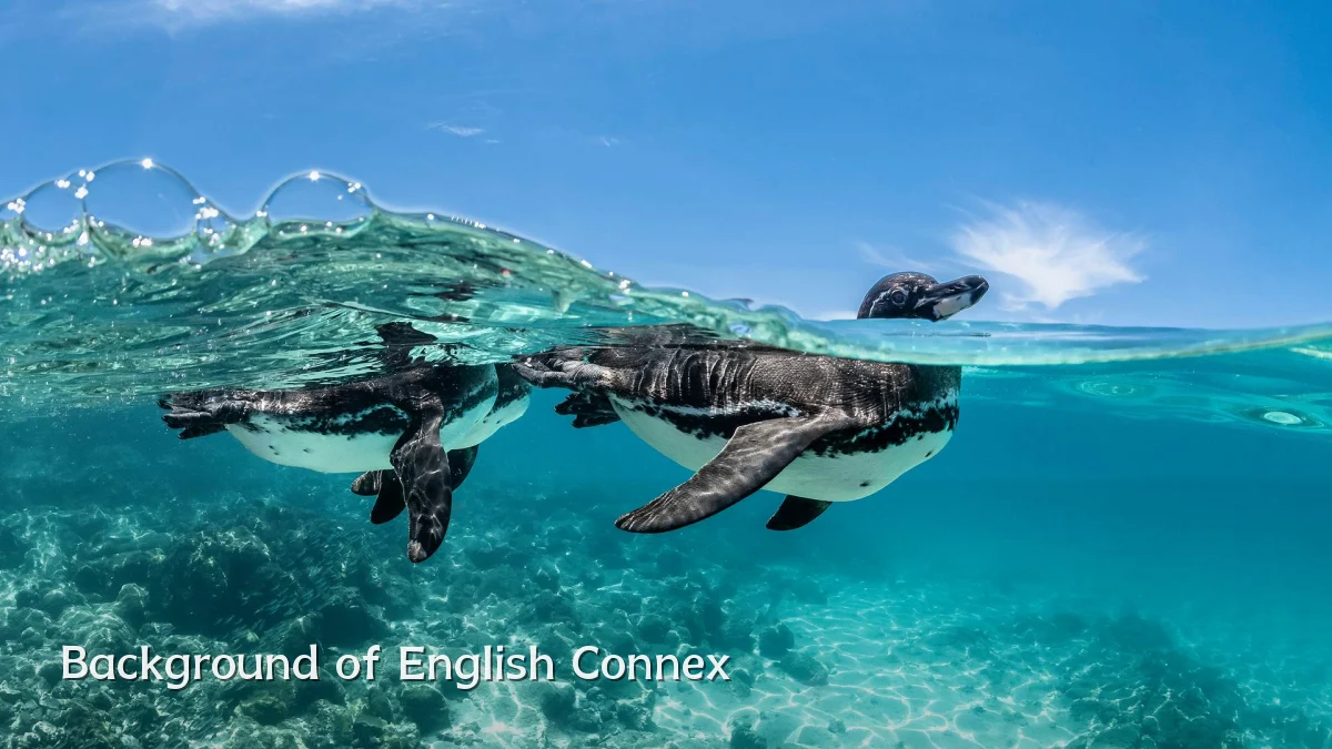 Background of English Connex