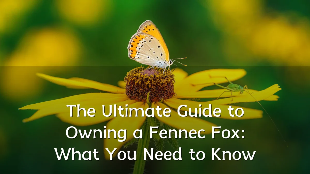 The Ultimate Guide to Owning a Fennec Fox: What You Need to Know